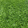Искусственная трава Artificial Grass BM370-9мм; 2 м купить в СОМ